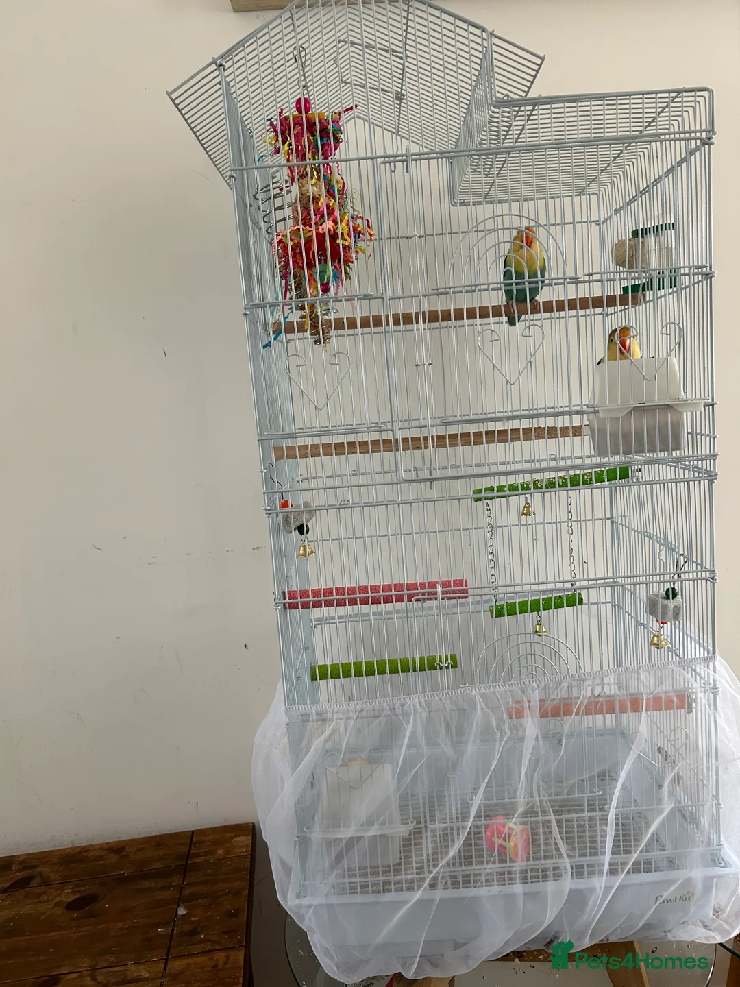 Lovebirds birds for sale: pair love birds with cage - Advert 12