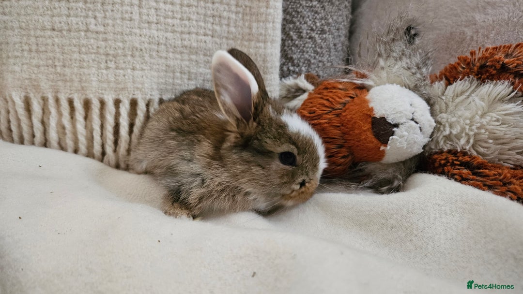 Mini Lop rabbits for sale: Adorable Baby Minilops Mixed - Image 13