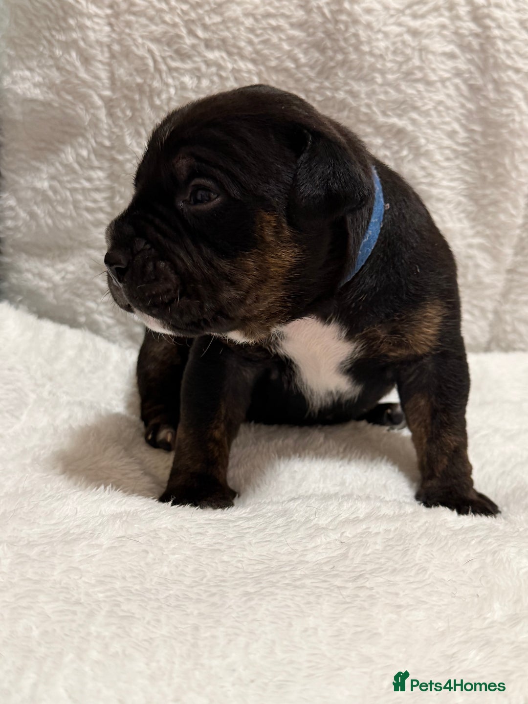 Mixed Breed dogs for sale: Beautiful Home- Reared Puppies!  - Advert 14