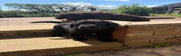 Labrador Retriever dogs for sale: KC registered Labradors - Advert 9