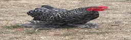 Chickens poultry for sale: Pekin Bantam Cockerels - Advert 1