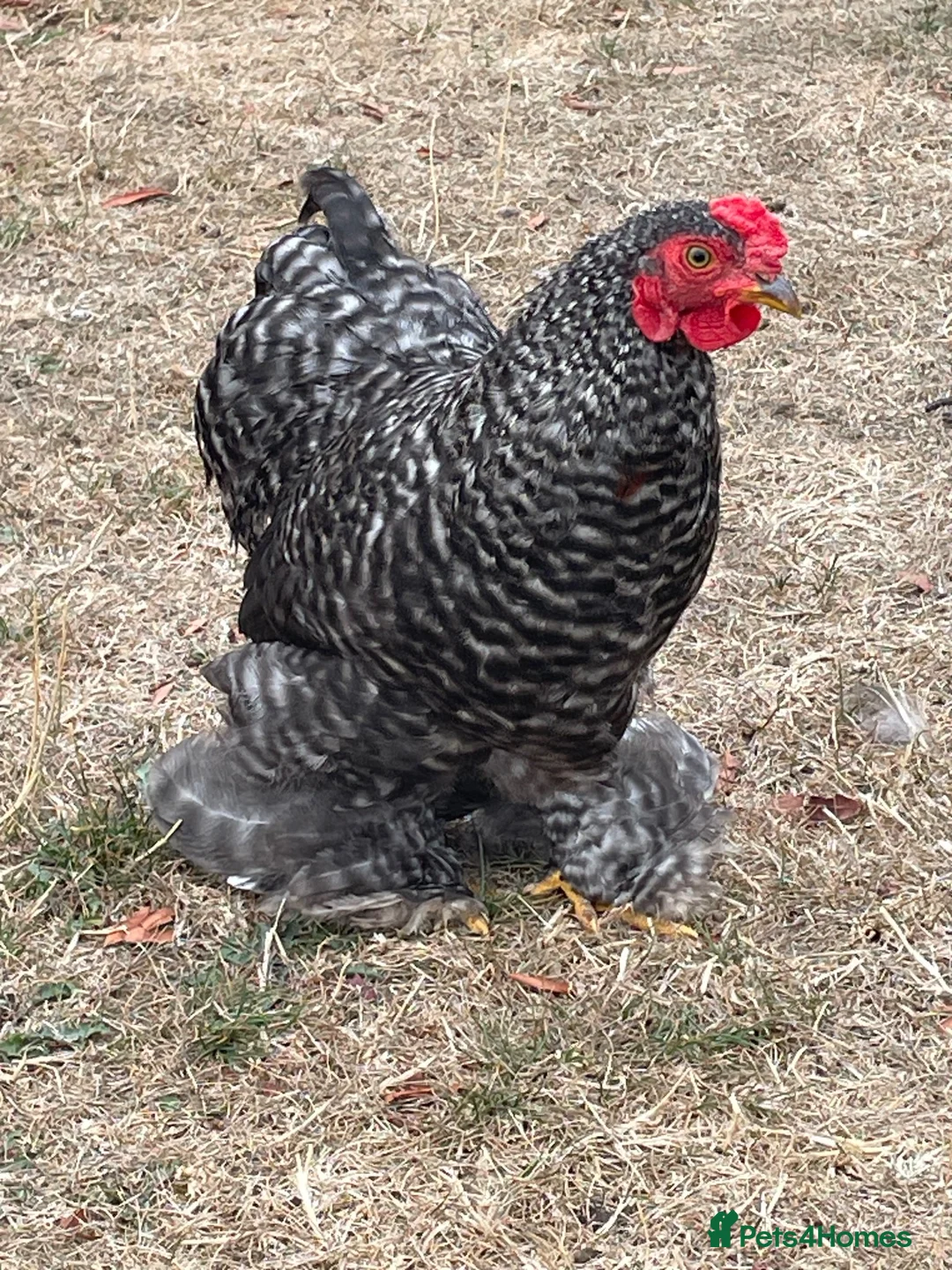 Chickens poultry for sale: Pekin Bantam Cockerels - Advert 1