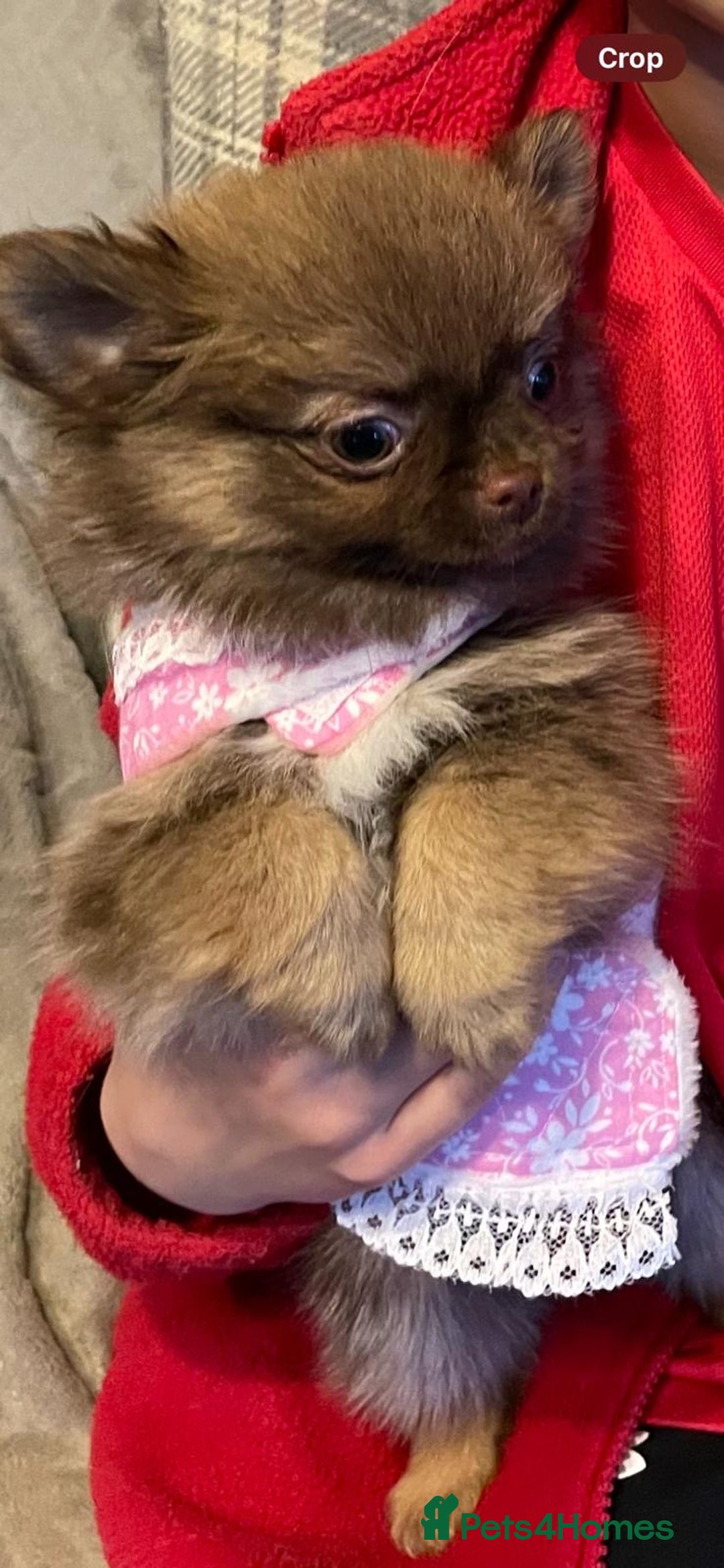 Chihuahua dogs for sale: Chihuahua  - Advert 6