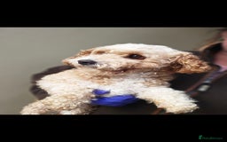 Cavapoo dogs for sale: Cavapoo female - Image 10