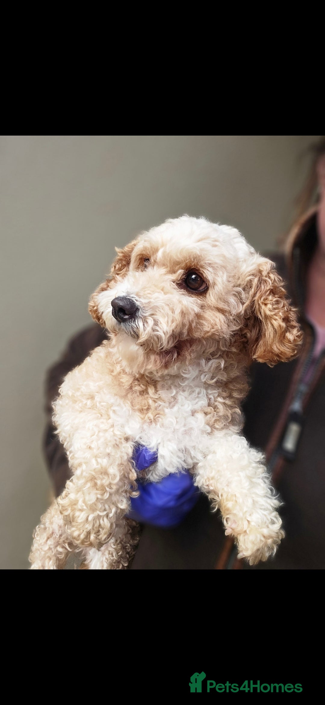 Cavapoo dogs for sale: Cavapoo female - Image 10