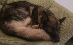 German Shepherd dogs for sale: Playful Smart German Shepherd Needs Home - Advert 7