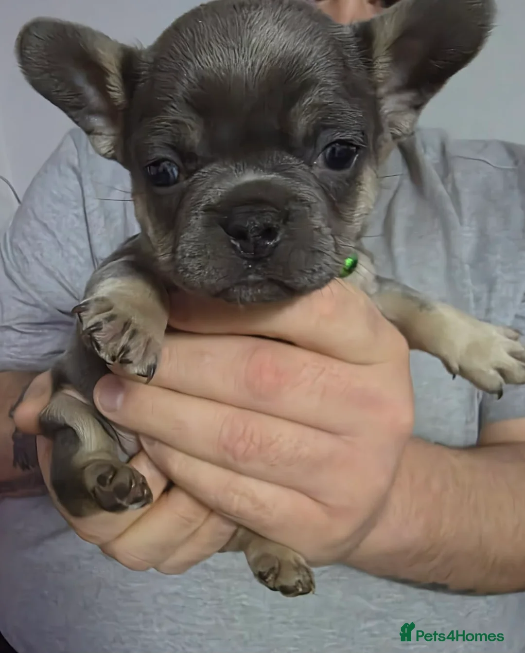 French Bulldog dogs for sale: Stunning French bulldog pupies  - Advert 17