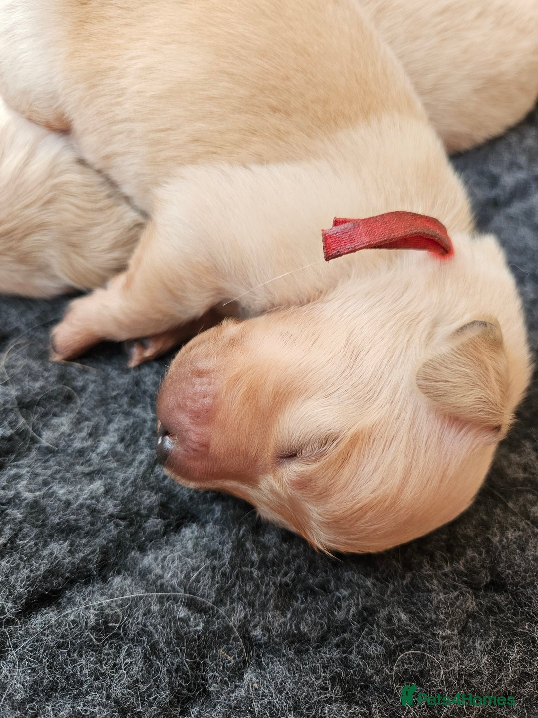 Golden Retriever dogs for sale: Pedigree Golden Retriver Puppies - Image 19