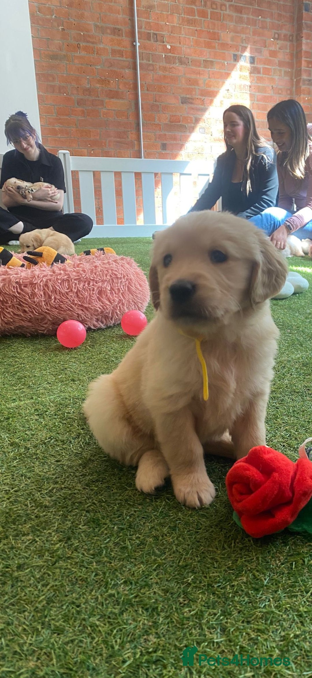 Golden Retriever dogs for sale: Beautiful Golden Retriever Puppies - Image 5