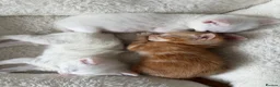 Domestic Shorthair cats for sale: Beautiful Kittens For Sale - Advert 5