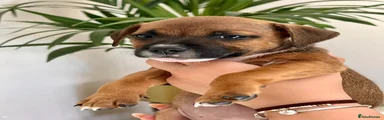Staffordshire Bull Terrier 4