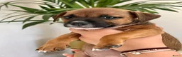 Staffordshire Bull Terrier dogs for sale: Staffordshire bull terrier puppies 🐾 - Advert 13