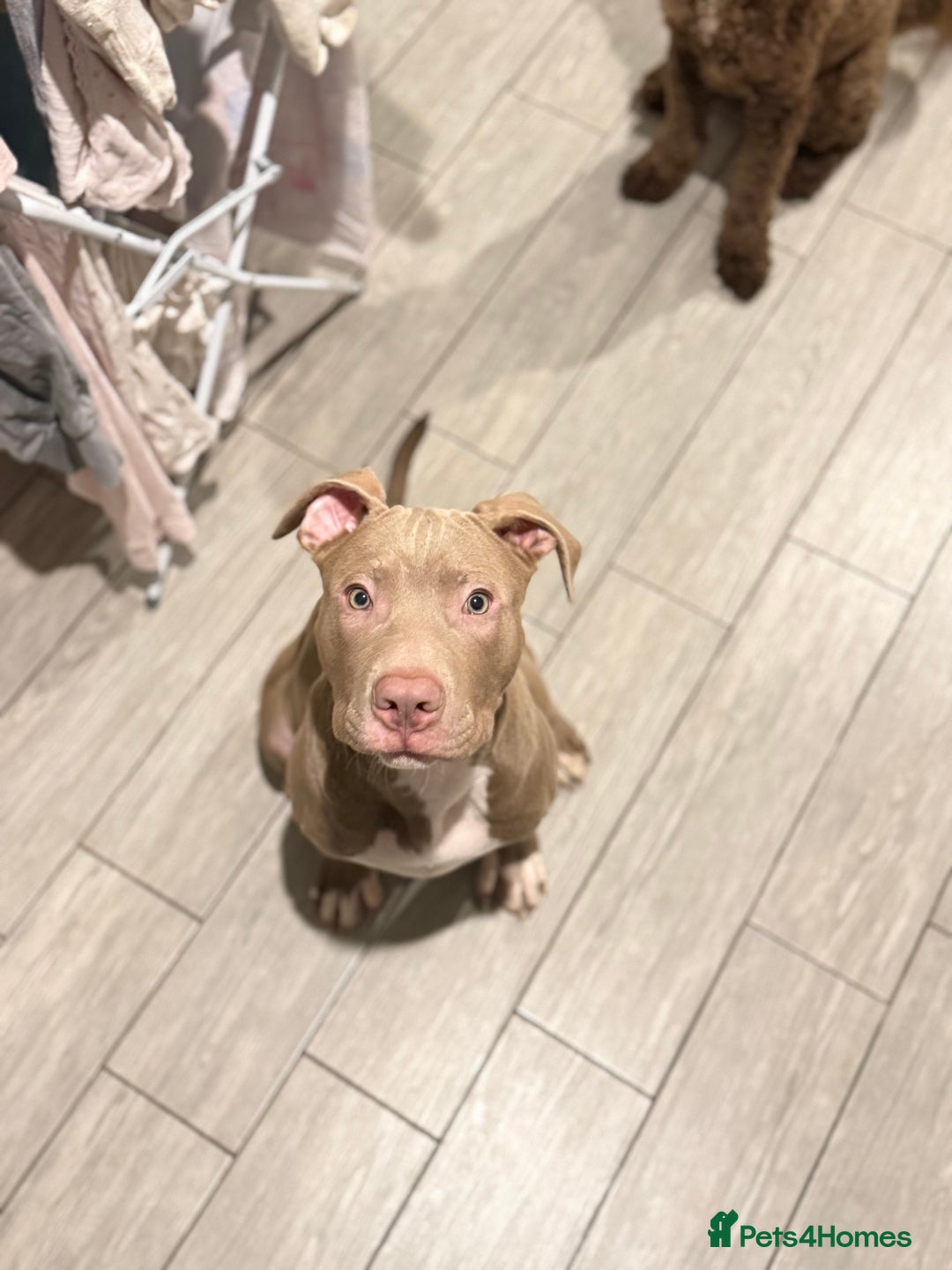 American Bully dogs for sale: Rocky- American Bully Puppy - Advert 1