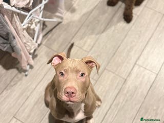 American Bully dogs Rocky- American Bully Puppy - Advert 20