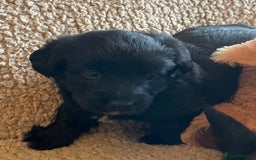 Mixed Breed dogs for sale: Corgipoo 🐾🐶 - Advert 8