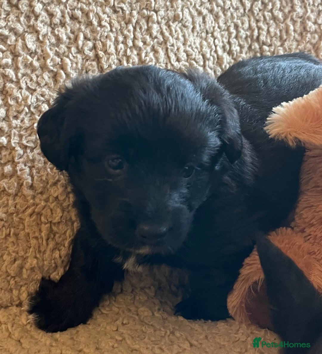 Mixed Breed dogs for sale: Corgipoo 🐾🐶 - Advert 8