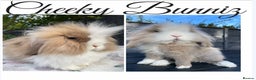 Mini Lion Lop rabbits for sale: Mini Lion Lop 2026 Waiting List Now Open - Advert 1