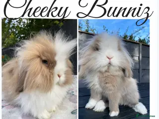 Mini Lion Lop rabbits Mini Lion Lop 2026 Waiting List Now Open - Advert 9