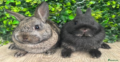 Mini Lop rabbits - Advert 5