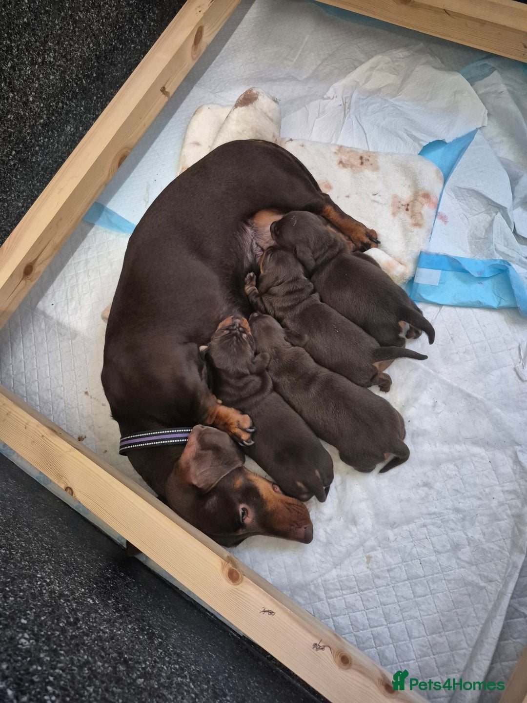 Miniature Dachshund dogs for sale: Miniature Dachshund  - Advert 2