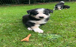 Border Collie dogs for sale: Border Collie - Image 2