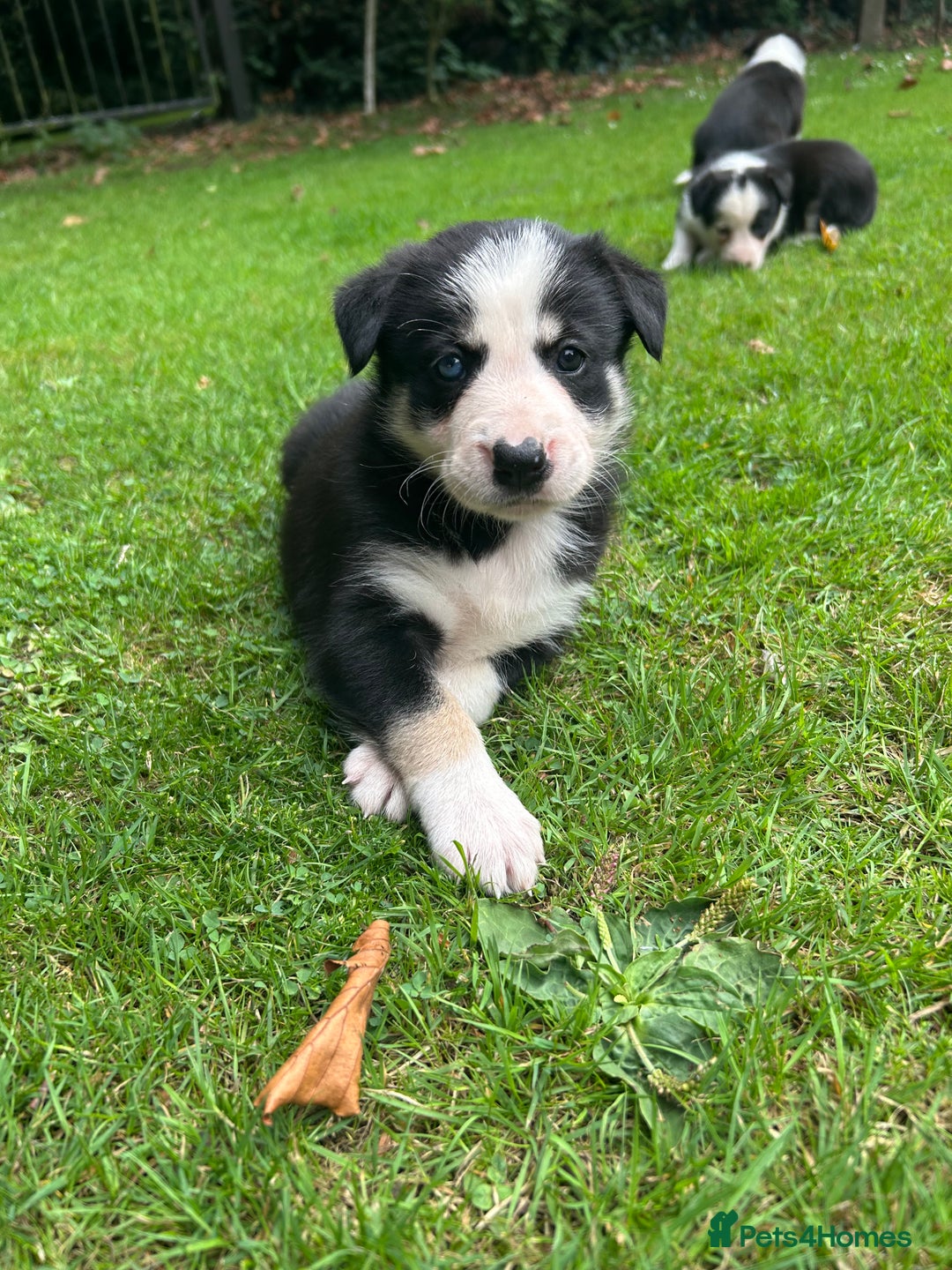 Border Collie dogs for sale: Border Collie - Image 2
