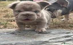 French Bulldog dogs for sale: 7 fluffy French Bulldogs puppies - Image 10