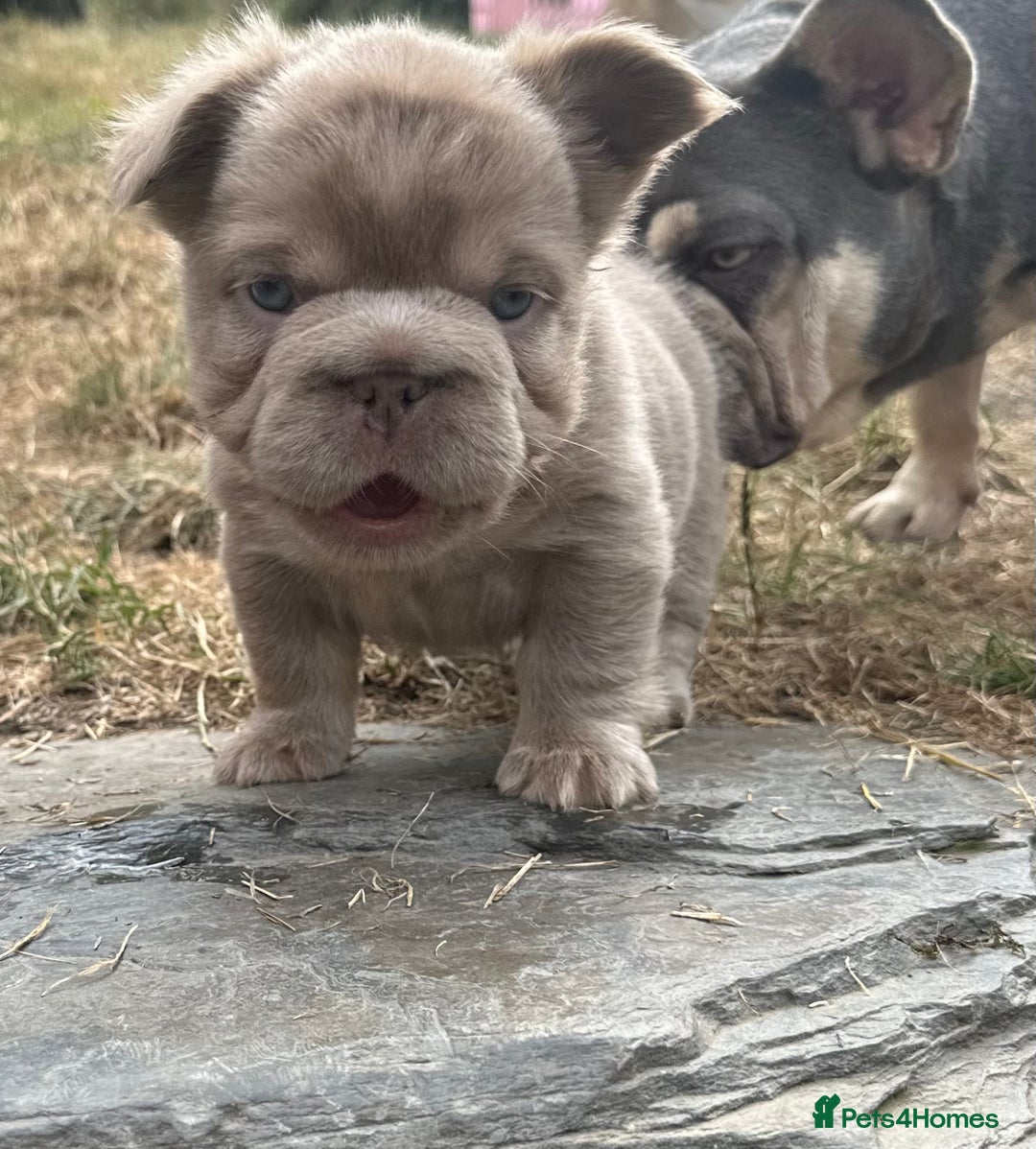French Bulldog dogs for sale: 7 fluffy French Bulldogs puppies - Image 10