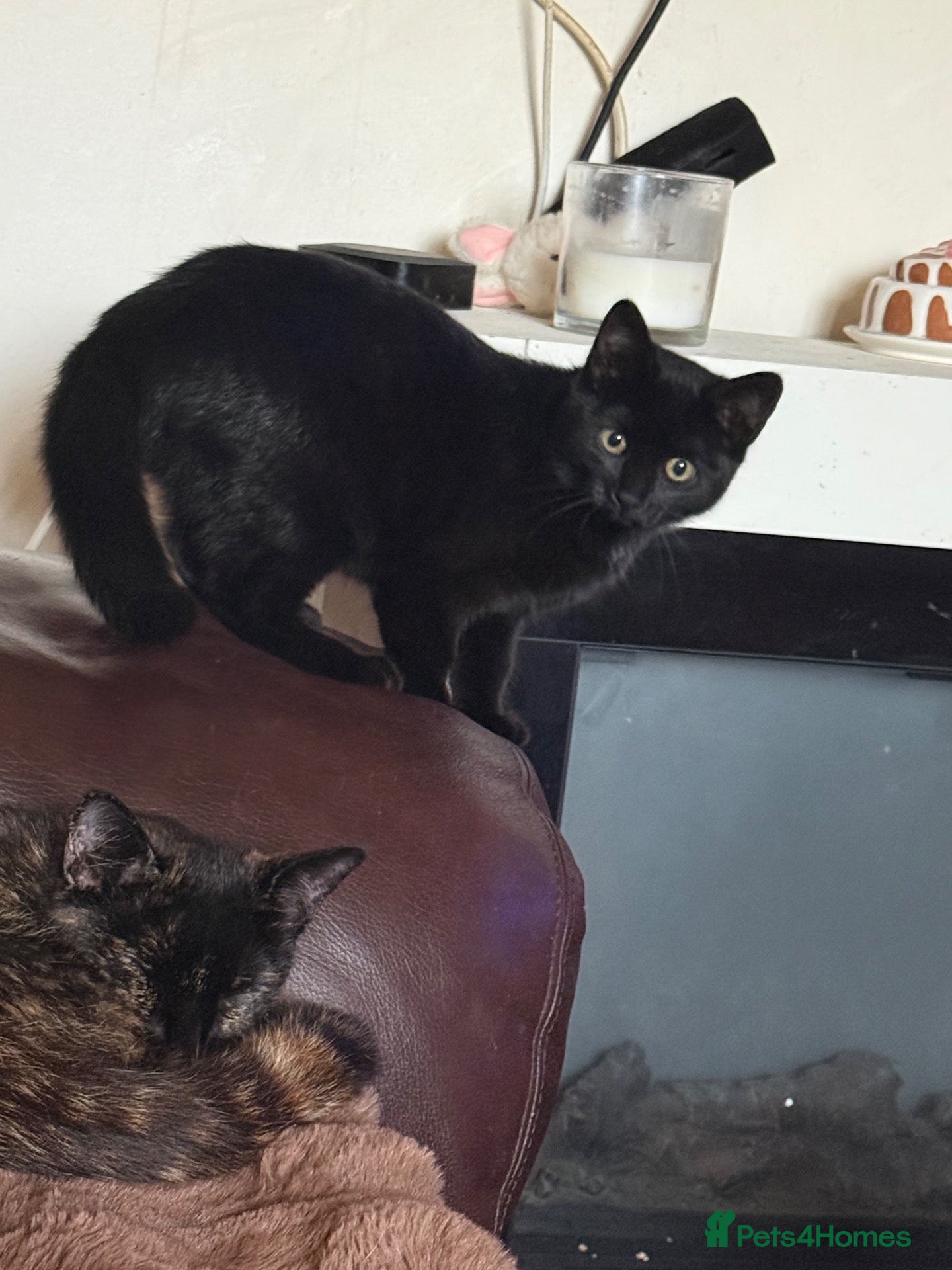 Mixed Breed cats Cats Manchester £0-£30 - Advert 1