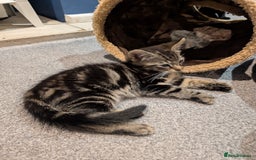 British Shorthair cats for sale: 2 Female Domestic Shorthair Kittens  - Image 2