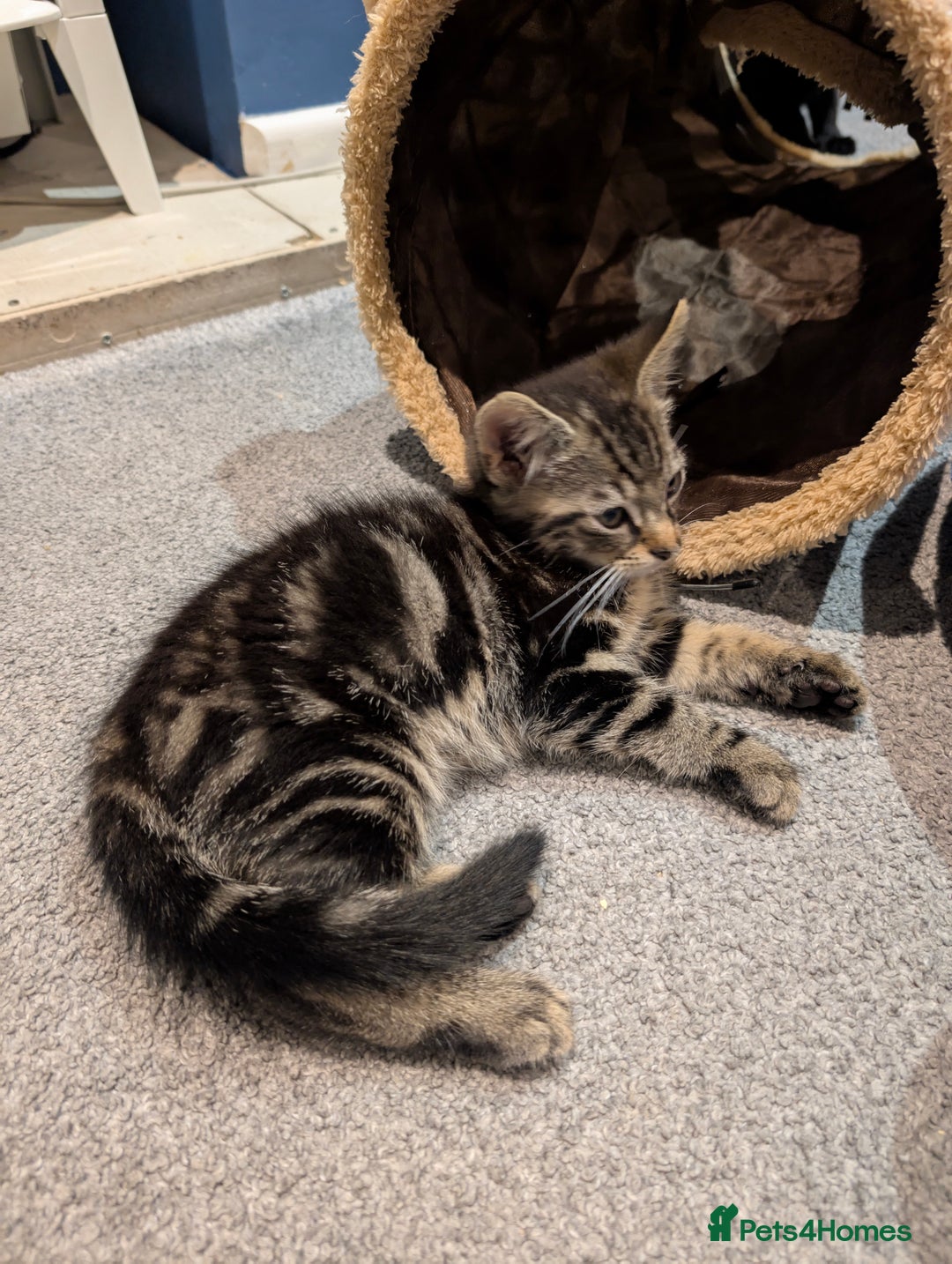 British Shorthair cats for sale: 2 Female Domestic Shorthair Kittens  - Image 2