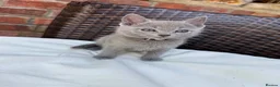 Russian Blue cats for sale: Pure Russian Blue Kittens - Advert 15