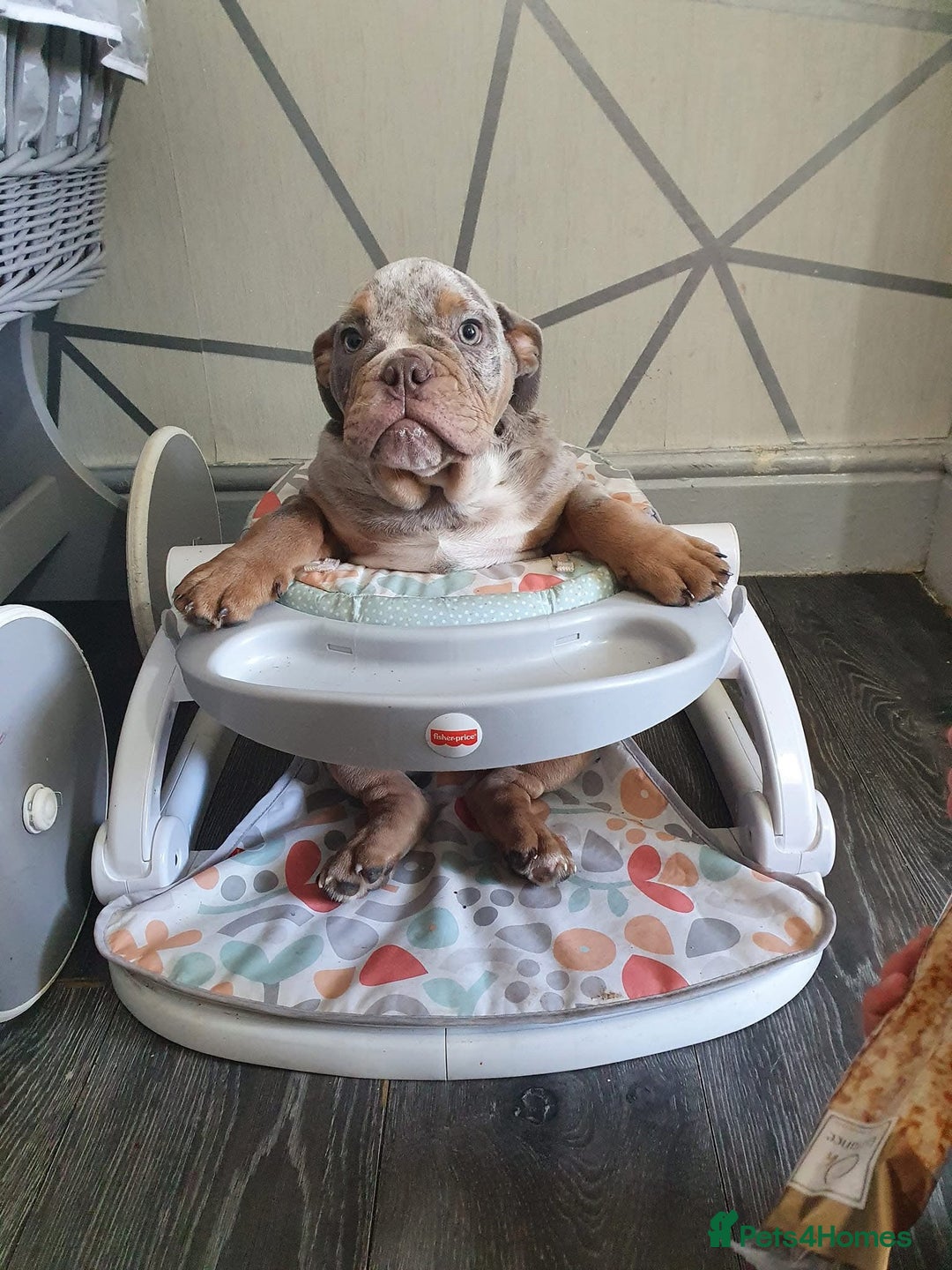 English Bulldog dogs for stud: Real deal Rocky KC registered lilac merle  - Advert 3