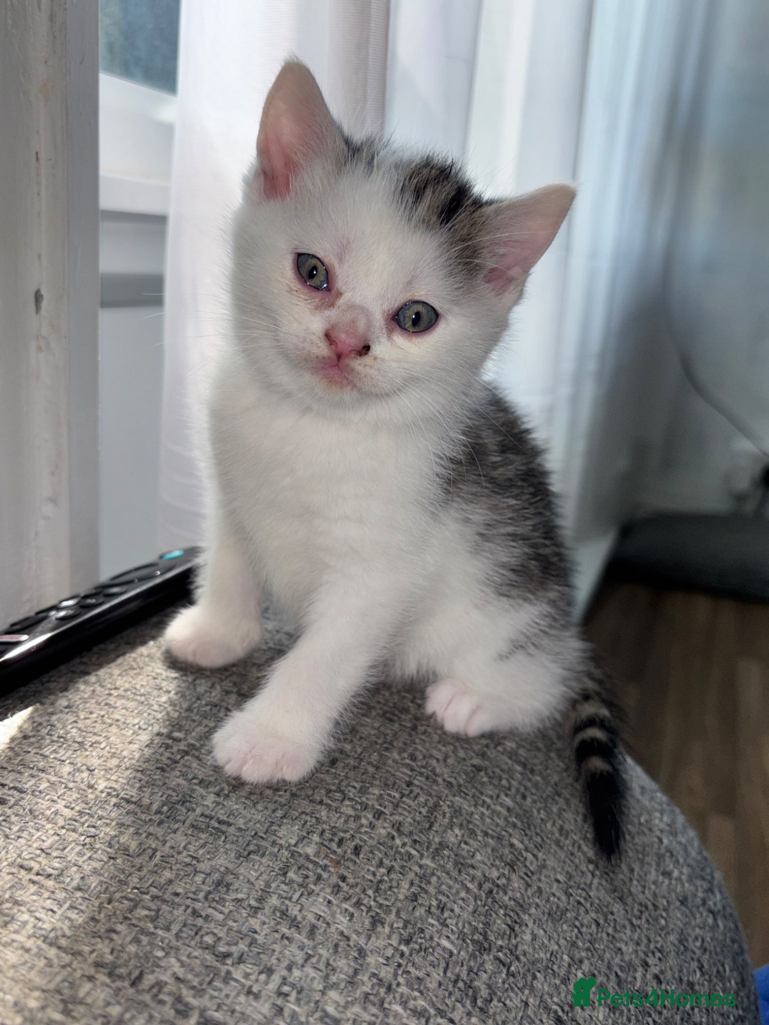 British Shorthair cats Female British ShortHair X  - Advert 6
