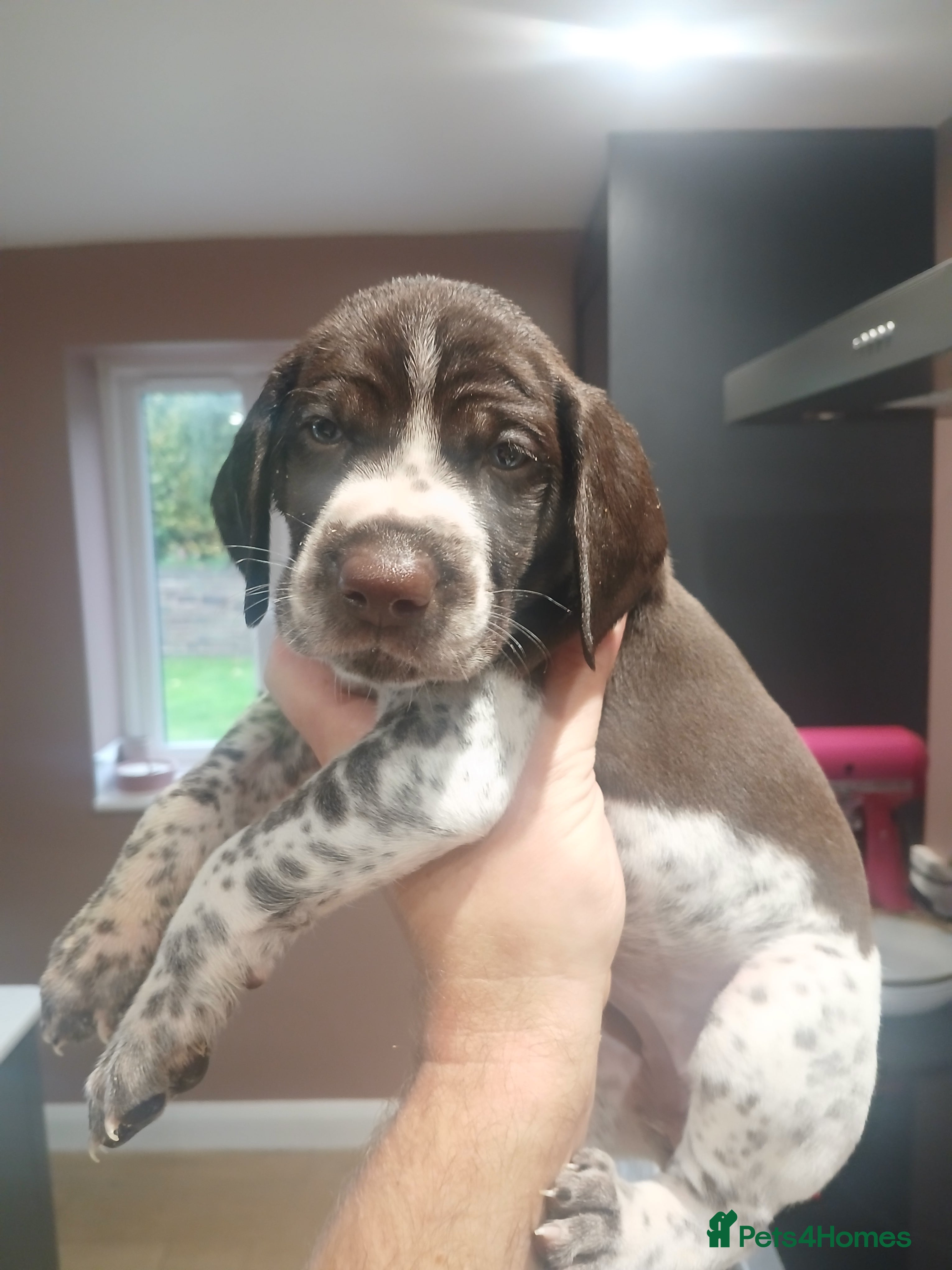 German Shorthaired Pointer dogs for sale: Matilda - Advert 2