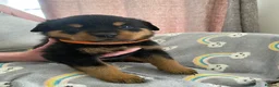 Rottweiler dogs for sale:  Rottweiler pups ready to leave 💙 - Advert 26