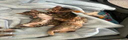 Bengal cats for sale: Bengal kittens for sale  - Advert 10