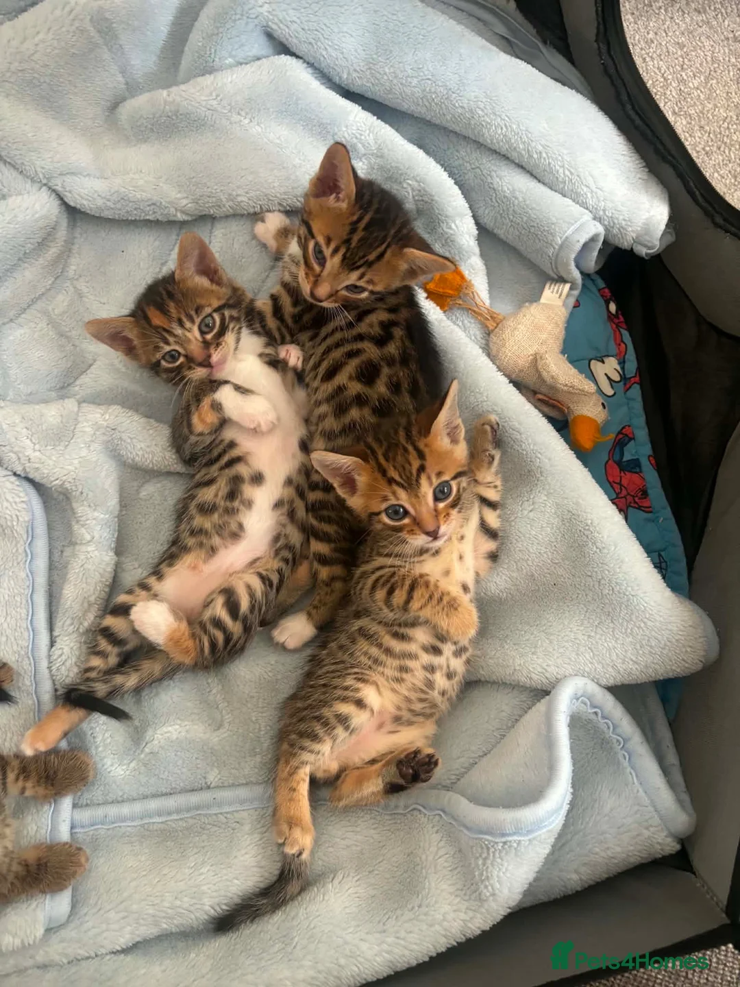 Bengal cats for sale: Bengal kittens for sale  - Advert 10