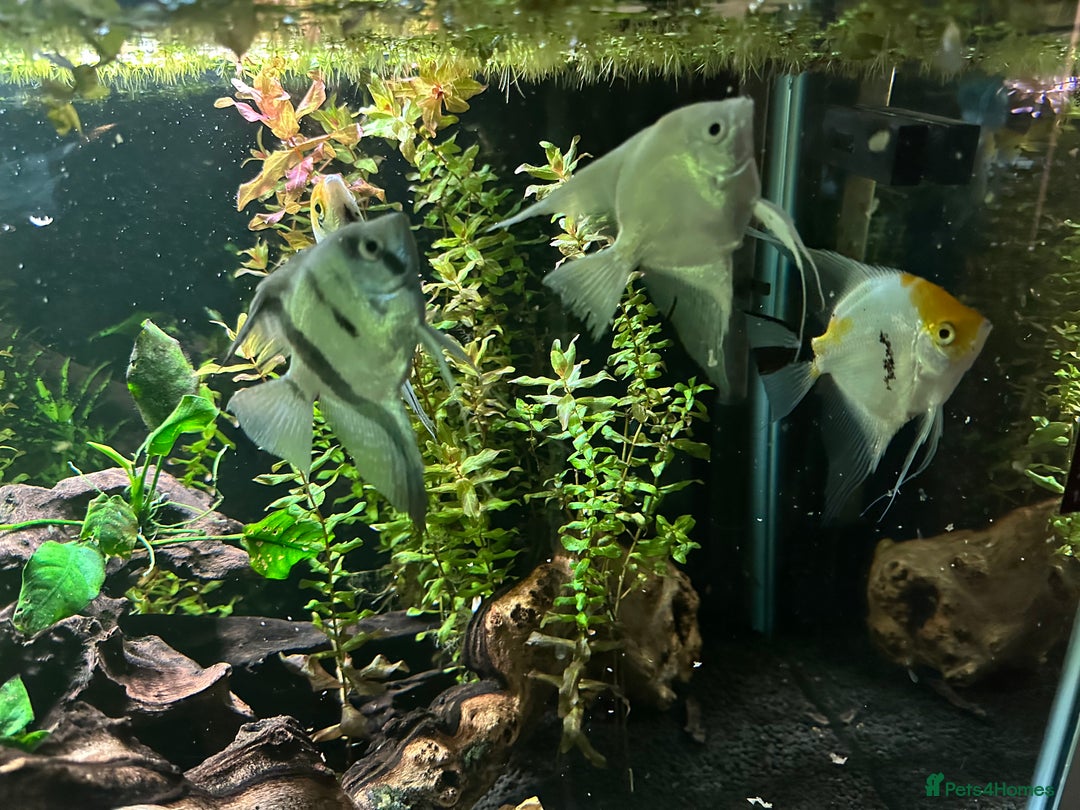 Angelfish fish for sale: 4 mixed angle fish  - Advert 3