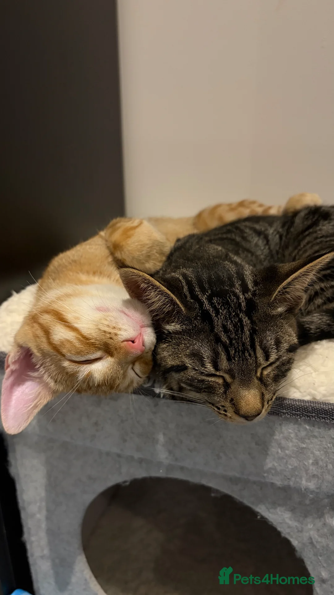 Domestic Shorthair cats for sale: grey and ginger tabby kittens in London - Advert 1