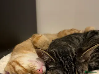 Domestic Shorthair cats grey and ginger tabby kittens - Advert 3