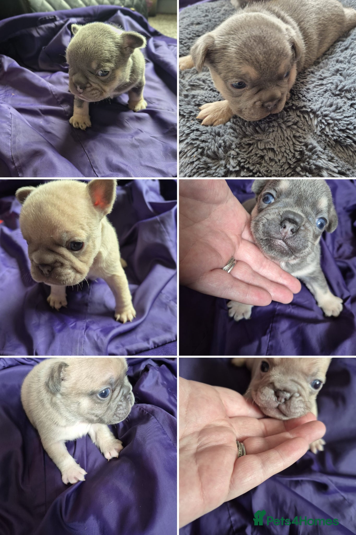 French Bulldog dogs French Bulldog Puppies - Advert 1