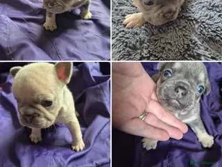 French Bulldog dogs French Bulldog Puppies - Advert 3