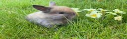 Mini Lop rabbits for sale: Beautiful friendly mini lop babies - Advert 1