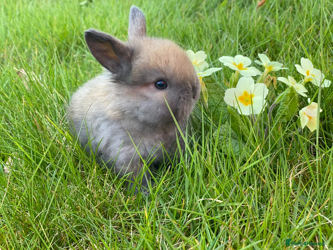 Mini Lop rabbits for sale: Beautiful friendly mini lop babies - Advert 1