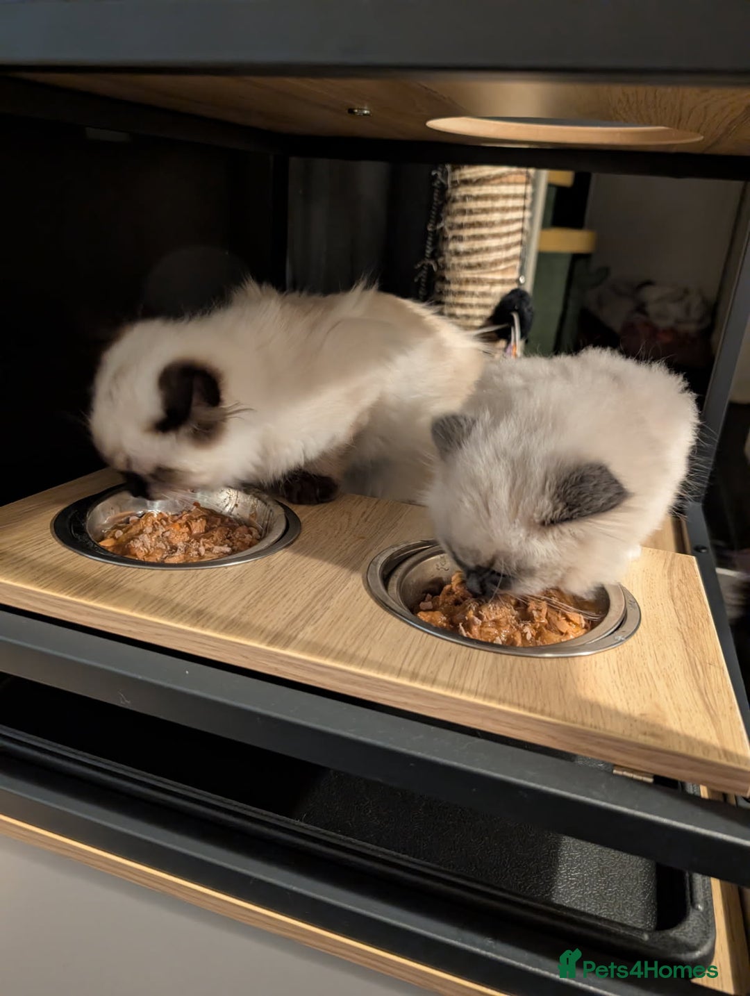 Ragdoll cats for sale: Ragdoll kitten  - Advert 4