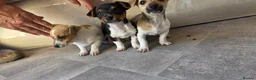 Jack Russell dogs for sale: Jack Russell pups in Leighton Buzzard - Advert 4
