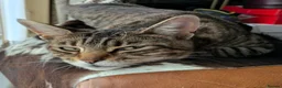 Bengal cats for sale: Adorable friendly Bengal kittens ready now!! - Advert 17