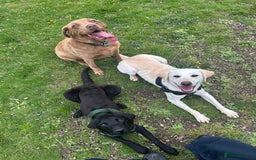 Labrador Retriever dogs for sale: 2 18month old Labrador pups for sale - Image 8