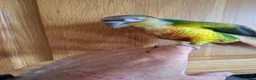 Conures birds for sale: Pineaplle, greencheek, and yellow sided conures  - Advert 5